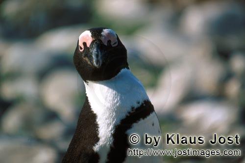 Brillenpinguin/African penguin/Spheniscus demersus        African penguin portrait        