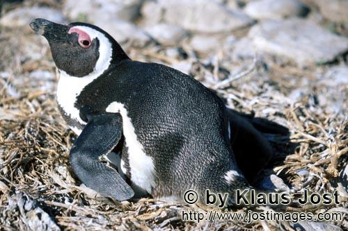 Brillenpinguin/African penguin/Spheniscus demersus        African penguin         