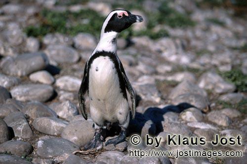 Brillenpinguin/African penguin/Spheniscus demersus        African penguin         