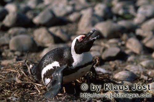 Brillenpinguin/African Penguin/Spheniscus demersus        African penguin (Spheniscus demersus) 