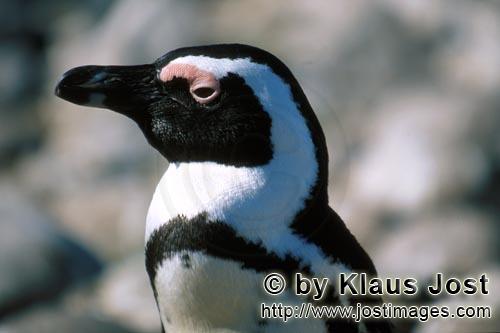 Brillenpinguin/African penguin/Spheniscus demersus        African penguin (Spheniscus demersus)  