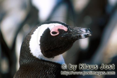 African Penguin/Spheniscus demersus        African penguin portrait         African Penguins (Sph