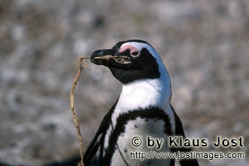 Brillenpinguin/African penguin/Spheniscus demersus        African penguin (Spheniscus demersus)        