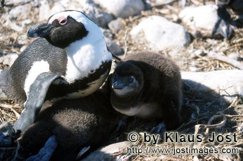 Brillenpinguin/African Penguin/Spheniscus demersus        African Penguin with chick        