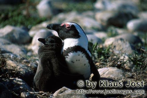 Brillenpinguin/African Penguin/Spheniscus demersus        African Penguin with juvenile         A