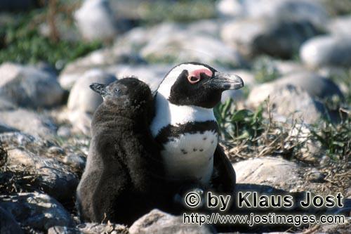 African Penguin/Spheniscus demersus        Black-footed penguin chick with adult Penguin        A