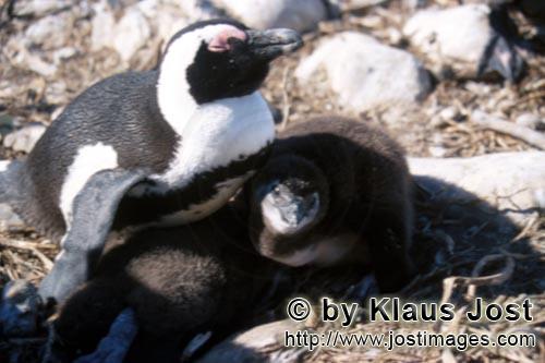 African Penguin/Spheniscus demersus        Adult African Penguin with young Penguin        Africa
