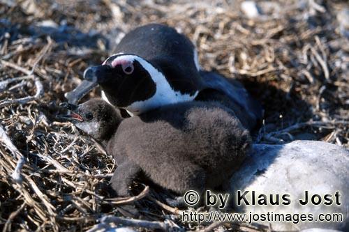 African Penguin/Spheniscus demersus        Young African Penguin and adult Penguin         Africa