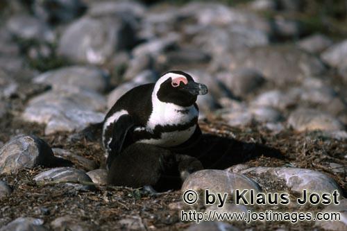 African Penguin/Spheniscus demersus        African Penguin parent protects the chick         Afri