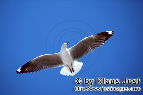 Hartlaub´s gull/Larus hartlaubii        Flying Hartlaub´s gull        This beautiful gull speci