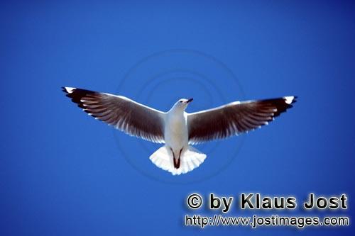 Hartlaub´s gull/Larus hartlaubii        Hartlaub´s gull in the Sky of Dyer Island        This beau