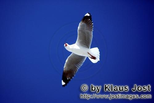 Hartlaub´s gull/Larus hartlaubii        Flying Hartlaub´s gull        This beautiful gull speci