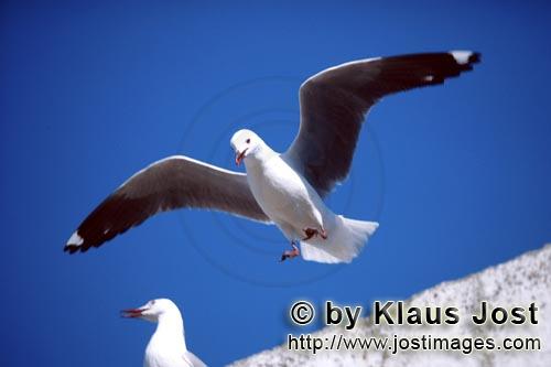 Hartlaub´s gull/Larus hartlaubii        Hartlaub´s gull shortly before landing        This beautif
