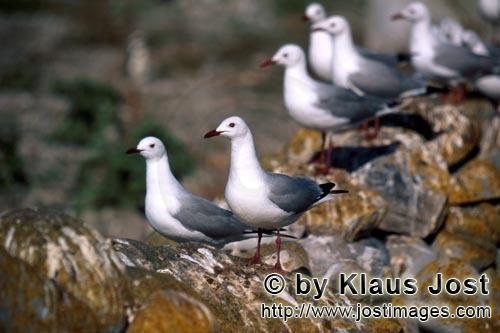 Hartlaub´s gull/Larus hartlaubii        Hartlaub´s gulls on Dyer Island        This beautiful g