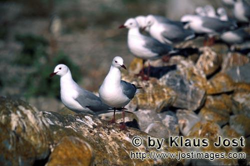 Hartlaubmoewe/Hartlaub´s gull/Larus hartlaubii        Hartlaub´s gulls on Dyer Island        