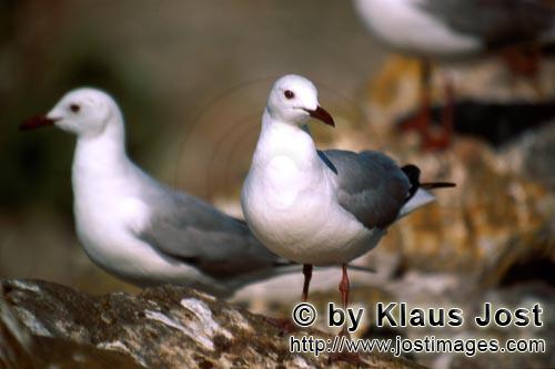 Hartlaub´s gull/Larus hartlaubii        Hartlaub´s gulls        This beautiful gull species (La