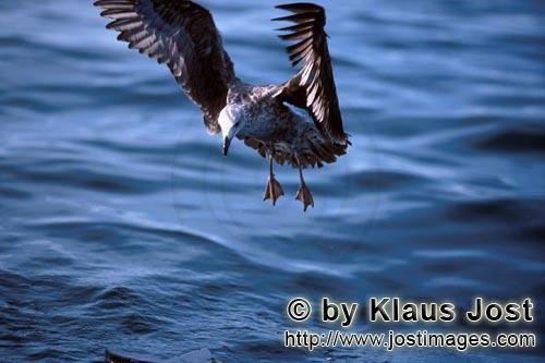 Dominikanermoewe/Kelp gull/Larus dominicanus        Flying young Kelp gull