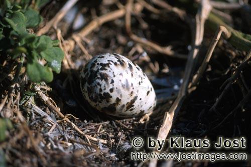 Dyer Island/South Africa        Sea bird egg        