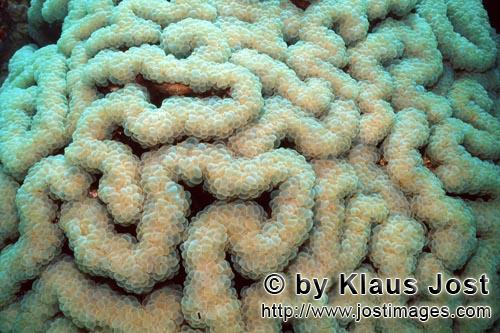Weichkoralle/Soft coral/Sarcophyton sp.        Soft coral in the Red Sea