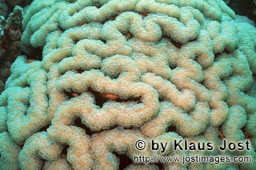 Weichkoralle/Soft coral/Sarcophyton sp.        Soft coral in the Red Sea