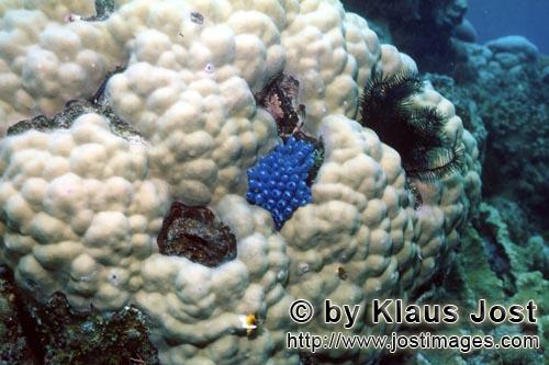 Blauer Schwamm/Blue sponge/Haliclona sp.Poecilosclerida, Chalinidae        Blue sponge