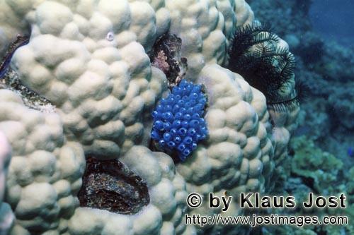 Blauer Schwamm/Blue sponge/Haliclona sp.Poecilosclerida, Chalinidae        Blue sponge 