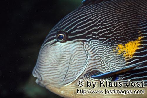 Arabischer Doktorfisch/Arabian tang/Acanthurus sohal        Arabischer Doktorfisch    Arabian tang        Der