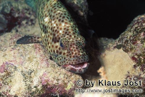 Greasy grouper/Epinephelus tauvina        Greasy grouper        The Greasy grouper lives in <