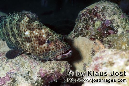Braunfleck-Zackenbarsch/Greasy grouper/Epinephelus tauvina        Greasy grouper (Epinephelus tauvin
