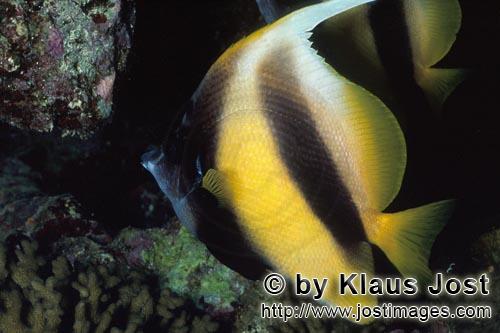Rotmeer-Wimpelfisch/Red sea bannerfish/Heniochus intermedius        Rotmeer Wimpelfisch am Ras Mohammad