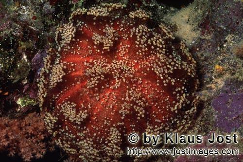 Stecknadel-Seeigel/Sea urchin/Asthenosoma varium        Sea urchin (Asthenosoma varium)        