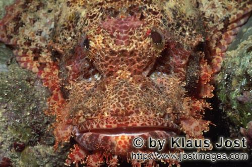 Baertiger Drachenkopf/Bearded Scorpionfish/Scorpaenopsis barbata        Bearded Scorpionfish portrai