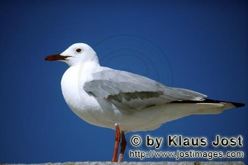 Hartlaub´s gull/Larus hartlaubii        Hartlaub´s gull on Dyer Island        This beautiful gu
