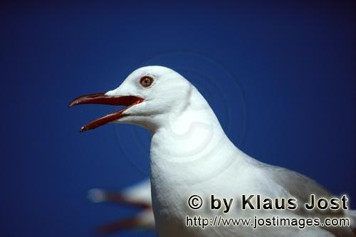 Hartlaub´s gull/Larus hartlaubii        Portait Hartlaub´s gull        This beautiful gull spec