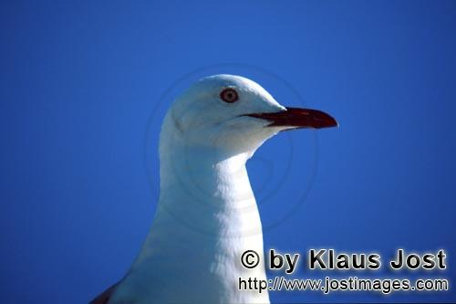 Hartlaub´s gull/Larus hartlaubii        Beautiful Hartlaub´s gull        This beautiful gull sp