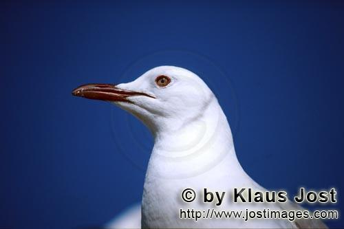 Hartlaub´s gull/Larus hartlaubii        Beauty Hartlaub´s gull        This beautiful gull speci