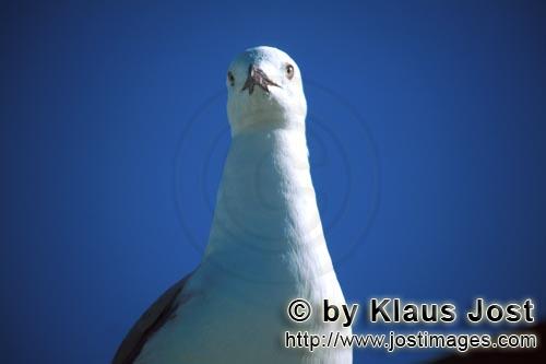 Hartlaub´s gull/Larus hartlaubii        Hartlaub´s gull portrait frontal        This beautiful 