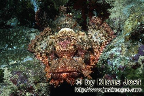Baertiger Drachenkopf /Bearded Scorpionfish/Scorpaenopsis barbata        Baertiger Drachenkopf im Riff  