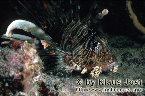 Indischer Rotfeuerfisch/Indian lionfish/Pterois miles        Indischer Rotfeuerfisch unterwegs im Riff  