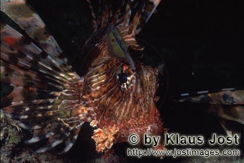 Indischer Rotfeuerfisch/Indian lionfish/Pterois miles        Imposanter Indischer Rotfeuerfisch        Rotf