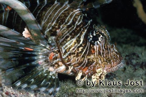 Indischer Rotfeuerfisch/Indian lionfish/Pterois miles        Indian lionfish (Pterois miles)