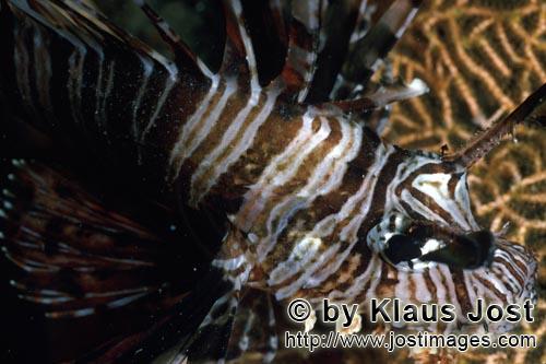 Indischer Rotfeuerfisch    Indian lionfish    Pterois miles        Rotfeuerfische mit aufgerichteten Ruecke