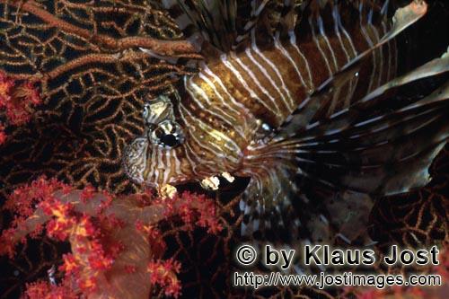 Indischer Rotfeuerfisch/Indian lionfish/Pterois miles        Indischer Rotfeuerfisch, Weichkoralle und 