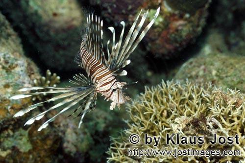 Indischer Rotfeuerfisch        Indian lionfish    Pterois miles        Rotfeuerfische mit aufgerichteten Ruec