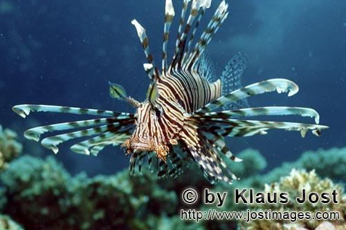 Indischer Rotfeuerfisch/Indian lionfish/Pterois miles            Indian lionfish