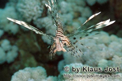 Indischer Rotfeuerfisch/Indian lionfish/Pterois miles        Indischer Rotfeuerfisch schnell naeher        