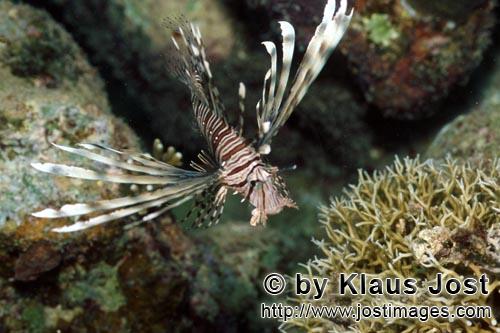 Indischer Rotfeuerfisch    Indian lionfish    Pterois miles        Rotfeuerfische mit aufgerichteten Ruecke