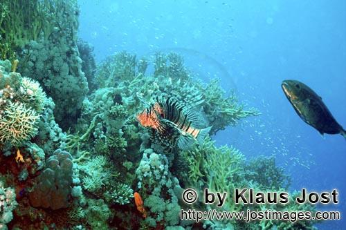 Indischer Rotfeuerfisch/Indian lionfish/Pterois miles        Indischer Rotfeuerfisch im Korallenriff      