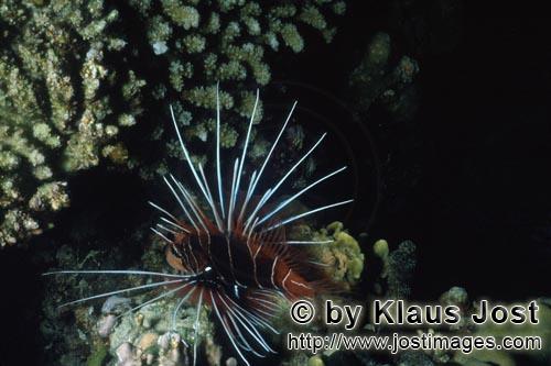 Strahlenfeuerfisch    Clearfin lionfish    Pterois radiata        Der Strahlenfeuerfisch (Cuvier und Valenc