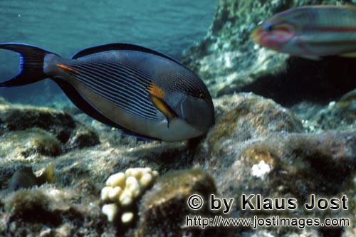Sohal Surgeonfish/Acanthurus sohal        Sohal Surgeonfish just below the water surface    